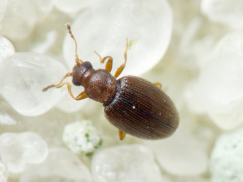 Cortinicara gibbosa (Herbst, 1793)